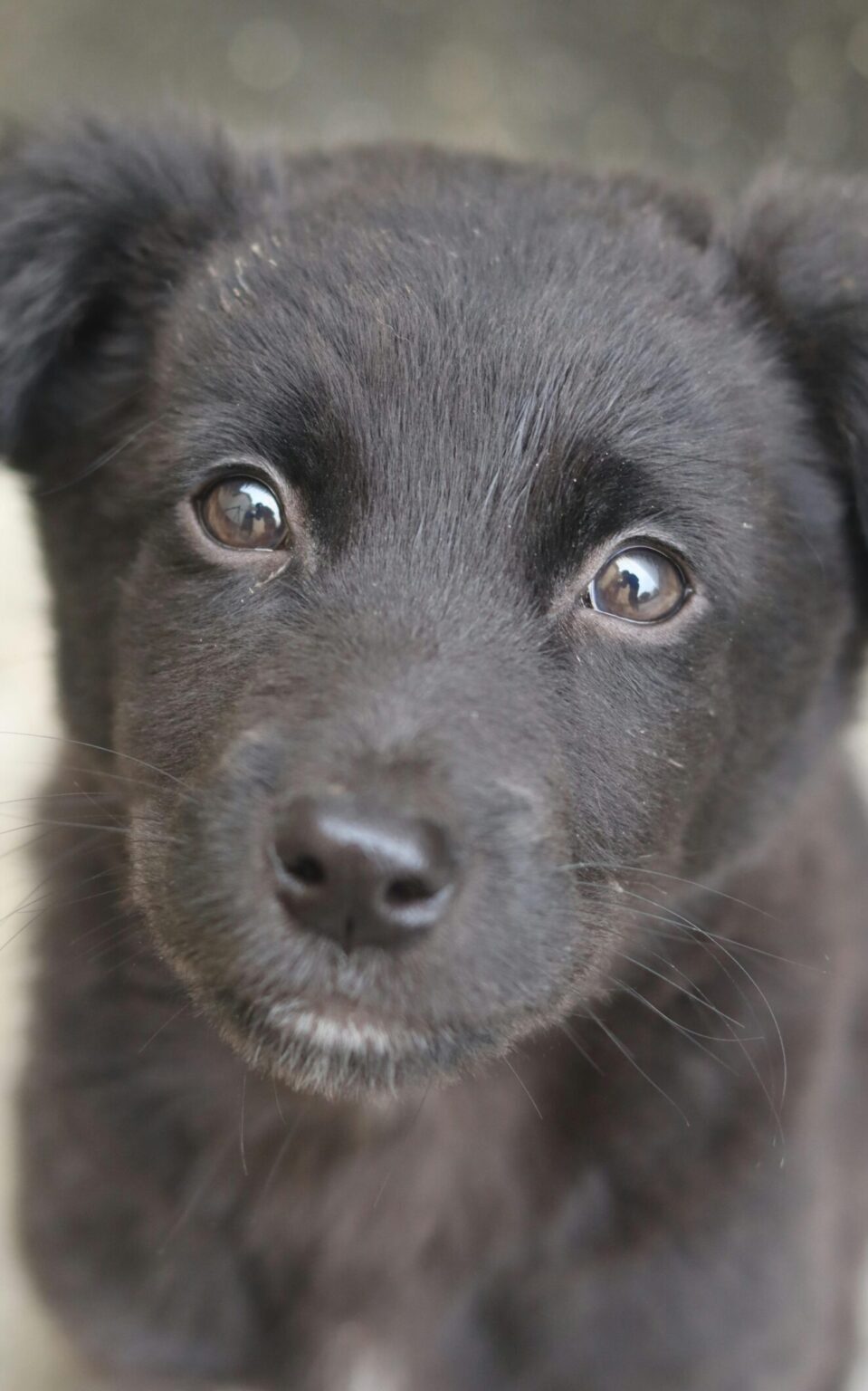 Close-up portrait of a cute black puppy with soft fur looking curiously at the camera.